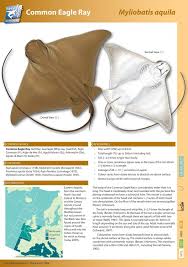 Image result for Myliobatis aquila