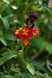 Image result for Cheiranthus cheiri