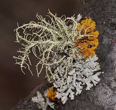 Attēlu rezultāti vaicājumam “Usnea hirta”