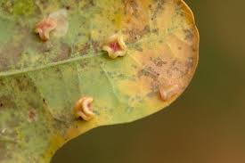 Attēlu rezultāti vaicājumam “Neuroterus albipes”