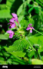 Attēlu rezultāti vaicājumam “Galeopsis tetrahit flower”