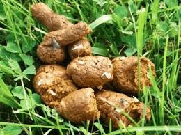 Image result for cestoda excrement dog