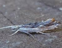 Attēlu rezultāti vaicājumam “Ypsolopha scabrella”