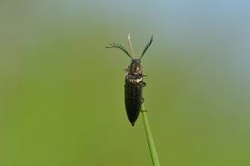 Attēlu rezultāti vaicājumam “Ctenicera pectinicornis male”