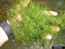 Attēlu rezultāti vaicājumam “Najadaceae”