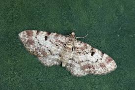 Attēlu rezultāti vaicājumam “Eupithecia sinuosaria”