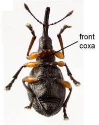 Attēlu rezultāti vaicājumam “Protapion sp.”