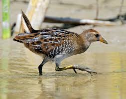 Image result for Porzana carolina