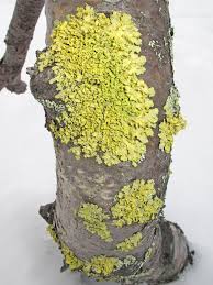 Attēlu rezultāti vaicājumam “Vulpicida pinastri”