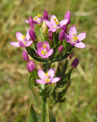 Image result for Centaurium erythraea