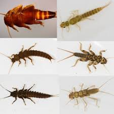 Attēlu rezultāti vaicājumam “Plecoptera”