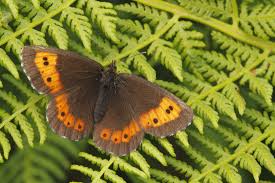 Attēlu rezultāti vaicājumam “Erebia ligea upperside”