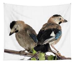 Attēlu rezultāti vaicājumam “Garrulus glandarius”