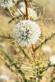 Attēlu rezultāti vaicājumam “Echinops sphaerocephalus flower”