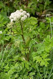 Attēlu rezultāti vaicājumam “Angelica sylvestris fruit”