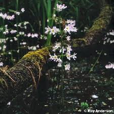 Attēlu rezultāti vaicājumam “Hottonia palustris flower”
