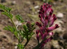 Image result for Fumaria officinalis