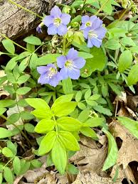 Attēlu rezultāti vaicājumam “Polemoniaceae”