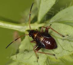 Attēlu rezultāti vaicājumam “Adelphocoris seticornis”