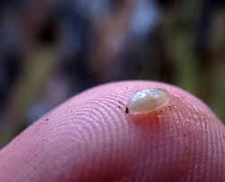 Attēlu rezultāti vaicājumam “Phronia sp.”