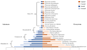 Attēlu rezultāti vaicājumam “Diderma hemisphaericum plasmodium”