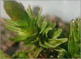 Attēlu rezultāti vaicājumam “Orthotrichum pumilum”