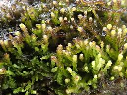 Attēlu rezultāti vaicājumam “Cladopodiella fluitans”