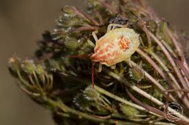 Attēlu rezultāti vaicājumam “Carpocoris sp.”