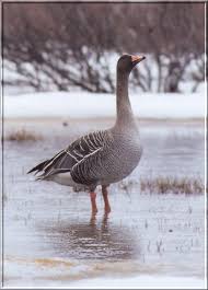 Image result for Anser fabalis