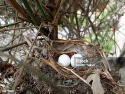 Attēlu rezultāti vaicājumam “Buteo buteo nest”