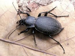 Attēlu rezultāti vaicājumam “Carabus coriaceus”