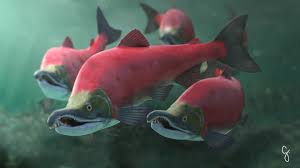 Image result for Oncorhynchus nerka