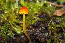 Attēlu rezultāti vaicājumam “Mycena acicula”