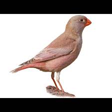 Image result for Bucanetes githagineus