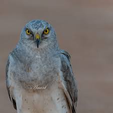 Attēlu rezultāti vaicājumam “Circus pygargus adult”