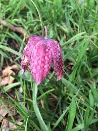 Attēlu rezultāti vaicājumam “Meleagris”