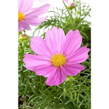 Image result for Schmuckkörbchen