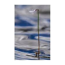 Attēlu rezultāti vaicājumam “Lobelia dortmanna bud”