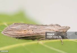 Attēlu rezultāti vaicājumam “Cucullia umbratica”