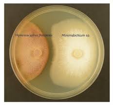 Attēlu rezultāti vaicājumam “Hymenoscyphus sp.”