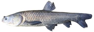 Image result for Mylopharyngodon piceus