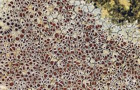 Attēlu rezultāti vaicājumam “Lecanora argentata”