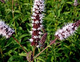 Attēlu rezultāti vaicājumam “Mentha spicata”