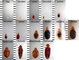 Image result for bed bugs