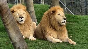 Image result for Llantwit Lions