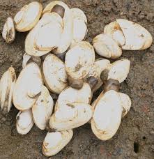 Attēlu rezultāti vaicājumam “Mya arenaria”