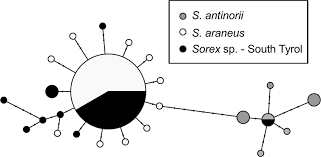 Attēlu rezultāti vaicājumam “Sorex sp.”