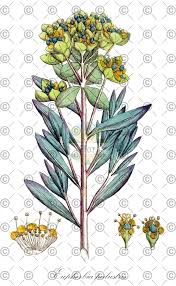 Attēlu rezultāti vaicājumam “Euphorbia palustris leaf”