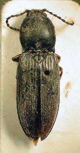 Attēlu rezultāti vaicājumam “Cardiophorus ruficollis”