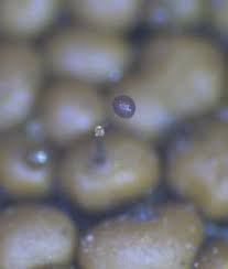 Attēlu rezultāti vaicājumam “Clastoderma debaryanum macro”